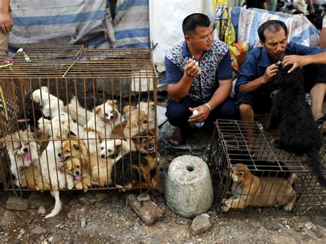 are dogs tortured in china